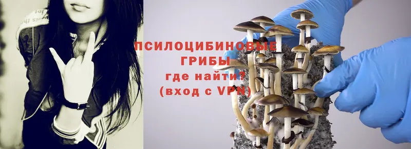 Псилоцибиновые грибы Psilocybe  Абаза 